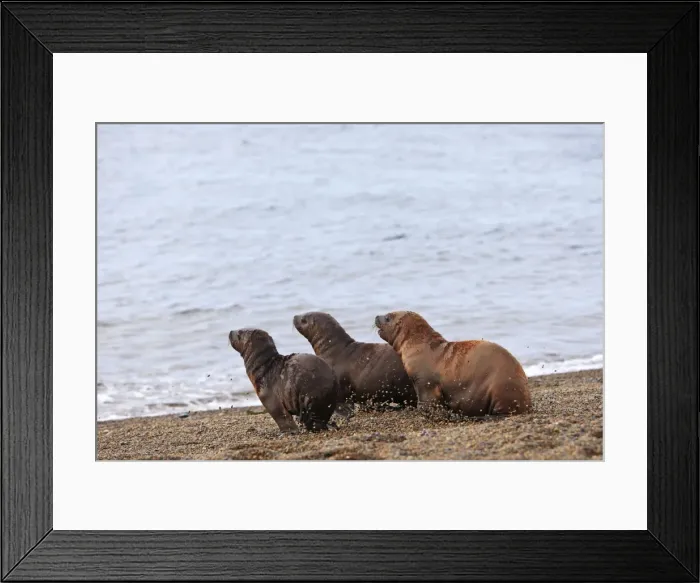 Framed Print : South American Sealion - pups on beach. Punta Norte - Valdes peninsula - Argentina. formerly Otaria byronia