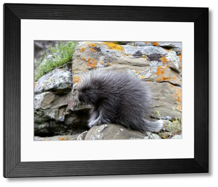 Framed Print : North American Porcupine - baby. Montana - USA Framed Print : North American Porcupine - baby. Montana - USA