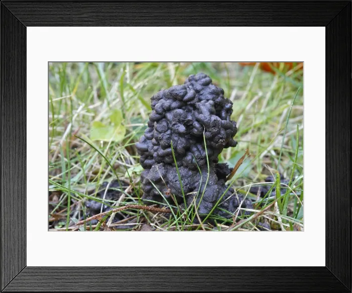 Framed Print : Common Earthworm - worm cast. France Framed Print : Common Earthworm - worm cast. France