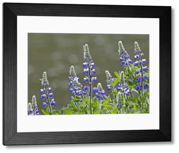 Framed Print : Lupins. Khuzemateen Grizzly Bear Sanctuary - British Colombia - Canada Framed Print : Lupins. Khuzemateen Grizzly Bear Sanctuary - British Colombia - Canada