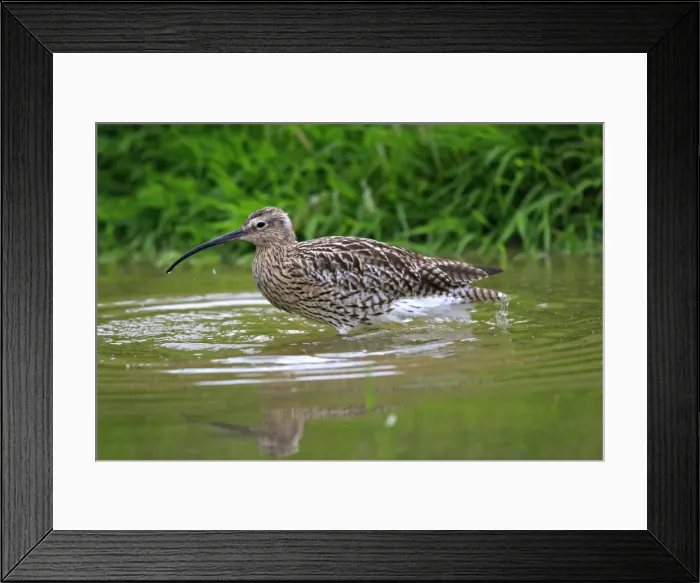 Framed Print : Eurasian Curlew. Pensthorpe - Norfolk - UK Framed Print : Eurasian Curlew. Pensthorpe - Norfolk - UK