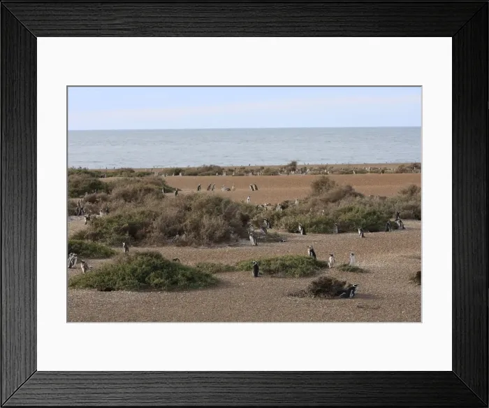Framed Print : Magellanic Penguins. Punta Norte - Valdes peninsula - Argentina Framed Print : Magellanic Penguins. Punta Norte - Valdes peninsula - Argentina