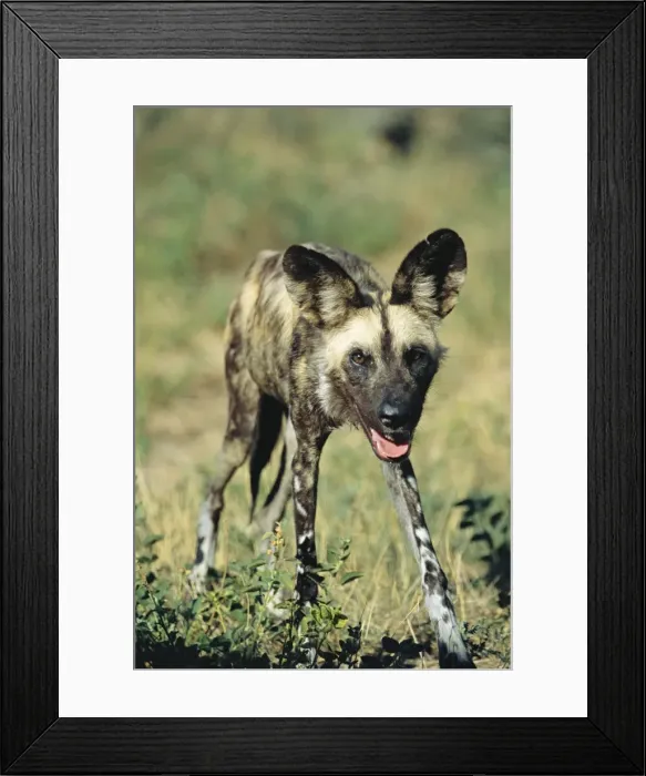 Framed Print : Wild Dog - Namibia Framed Print : Wild Dog - Namibia