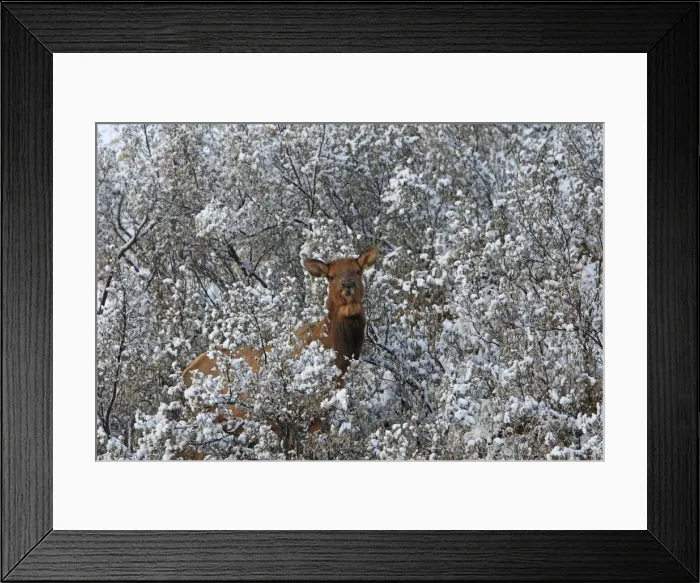 Framed Print : Elk / Wapiti - in snow. Rocky mountains - Jasper national park - Alberta - Canada Framed Print : Elk / Wapiti - in snow. Rocky mountains - Jasper national park - Alberta - Canada