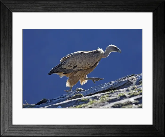 Framed Print : Eurasian Griffon Vulture. Pyrenees - Spain Framed Print : Eurasian Griffon Vulture. Pyrenees - Spain