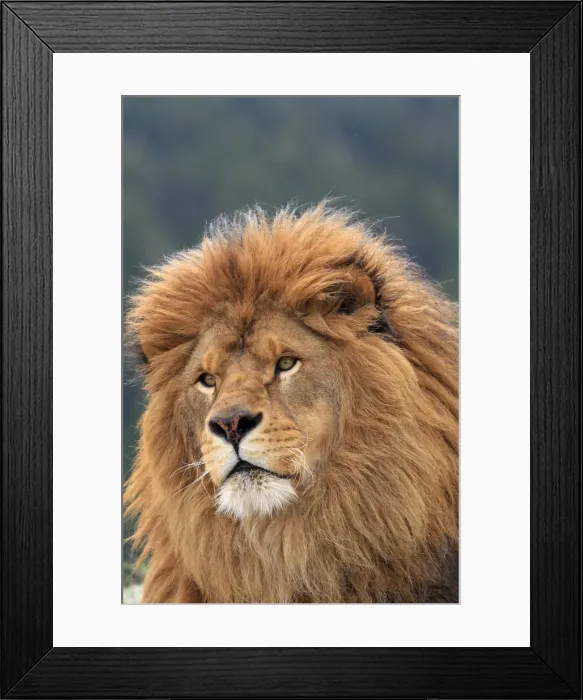 Framed Print : Barbary / Atlas / Nubian Lion. Extinct in wild Framed Print : Barbary / Atlas / Nubian Lion. Extinct in wild