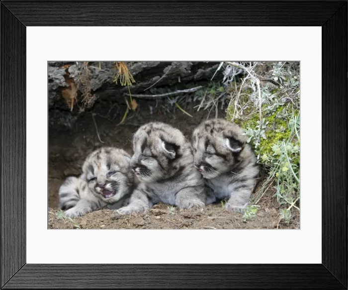 Framed Print : Cougar / Mountain Lion - Babies 3 days old. Montana - USA Framed Print : Cougar / Mountain Lion - Babies 3 days old. Montana - USA