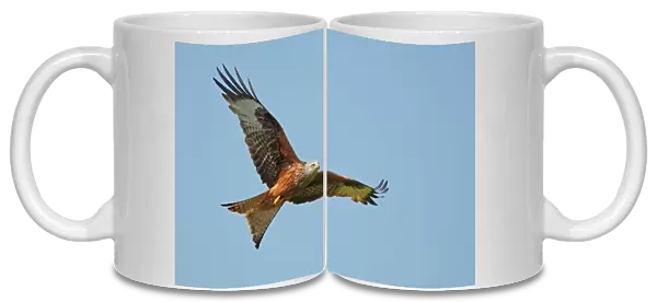 Red Kite - in flight
