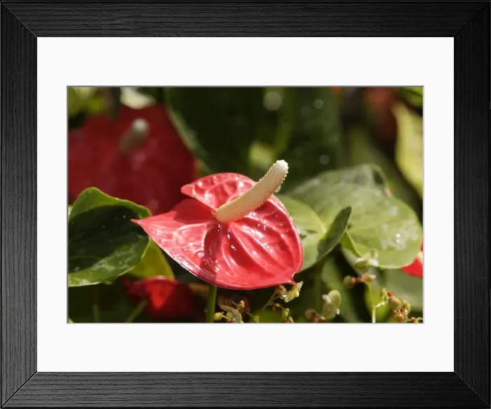 Framed Print : Anthurium / Flamingo Flower. Nice - France Framed Print : Anthurium / Flamingo Flower. Nice - France