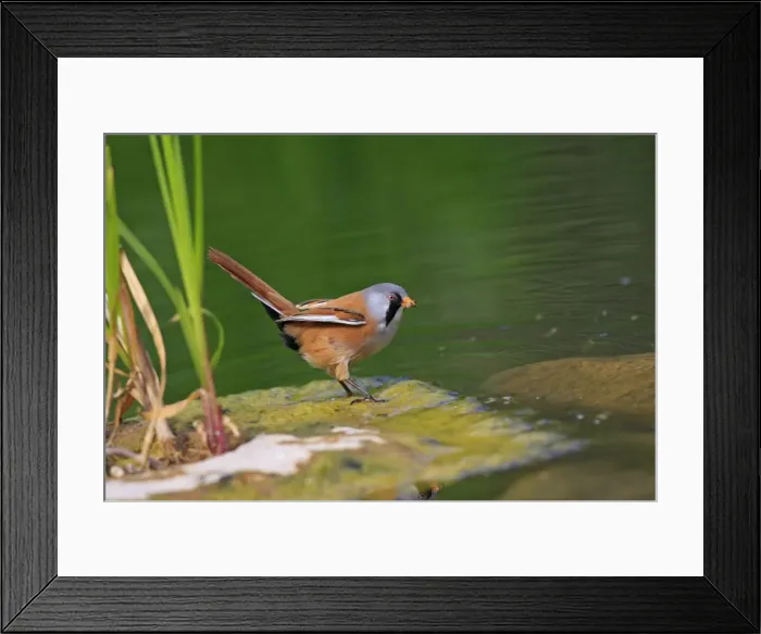 Framed Print : Bearded Tit - feeding. Pensthorpe - Norfolk - UK