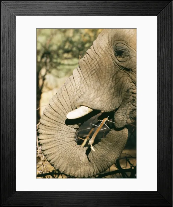 Framed Print : African Elephant WAT 6241 Eating Acacia twig. Loxodonta africana © M. Watson / ARDEA LONDON Framed Print : African Elephant WAT 6241 Eating Acacia twig. Loxodonta africana © M. Watson / ARDEA LONDON