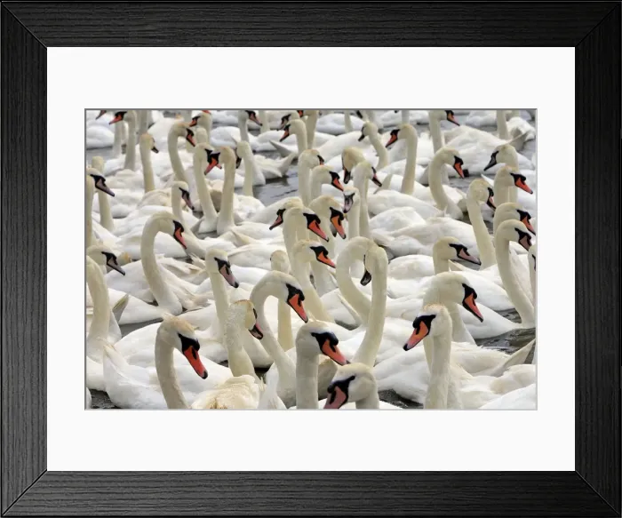 Framed Print : Mute Swan - group in water Framed Print : Mute Swan - group in water