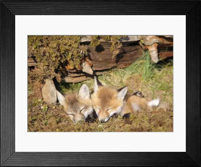 Framed Print : Red Fox - 7 week old cubs. Montana - United States Framed Print : Red Fox - 7 week old cubs. Montana - United States