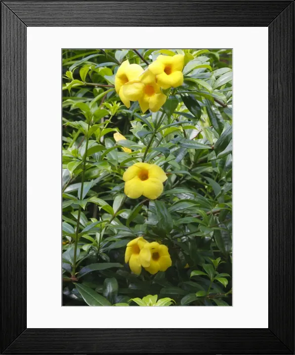 Framed Print : Golden trumpet vine - flower. Bali - Indonesia Framed Print : Golden trumpet vine - flower. Bali - Indonesia