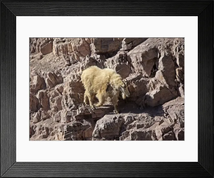 Framed Print : Mountain Goat - climbing on rocks. Montana - USA Framed Print : Mountain Goat - climbing on rocks. Montana - USA