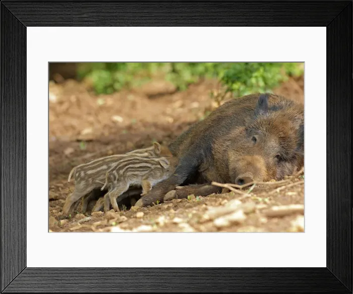 Framed Print : Wild Boar - female with young feeding. Haute Saone - France Framed Print : Wild Boar - female with young feeding. Haute Saone - France