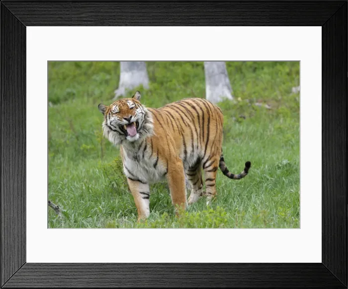 Framed Print : Siberian Tiger with Jacobson's organ, which is an auxiliary olfactory sense organ to detect female in heat Framed Print : Siberian Tiger with Jacobson's organ, which is an auxiliary olfactory sense organ to detect female in heat