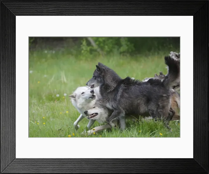 Framed Print : Grey / Timber Wolf - interaction between adults. Montana - United States Framed Print : Grey / Timber Wolf - interaction between adults. Montana - United States