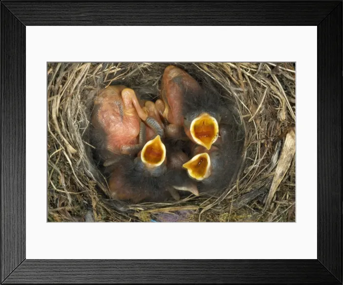 Framed Print : Redstart - chicks in nest begging fof food Framed Print : Redstart - chicks in nest begging fof food