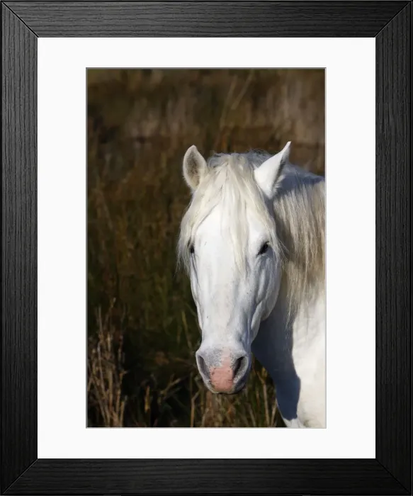 Framed Print : Camargue horse. Saintes Maries de la Mer - Camargue - France Framed Print : Camargue horse. Saintes Maries de la Mer - Camargue - France