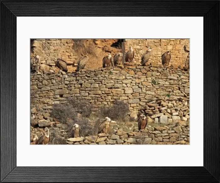Framed Print : Eurasian Griffon Vultures. Pyrenees - Spain Framed Print : Eurasian Griffon Vultures. Pyrenees - Spain