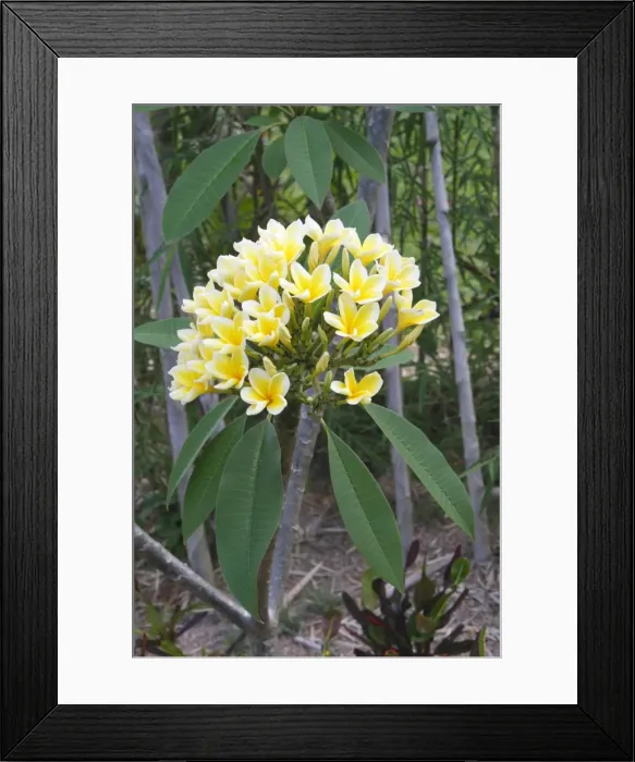 Framed Print : Frangipani - Flower Framed Print : Frangipani - Flower