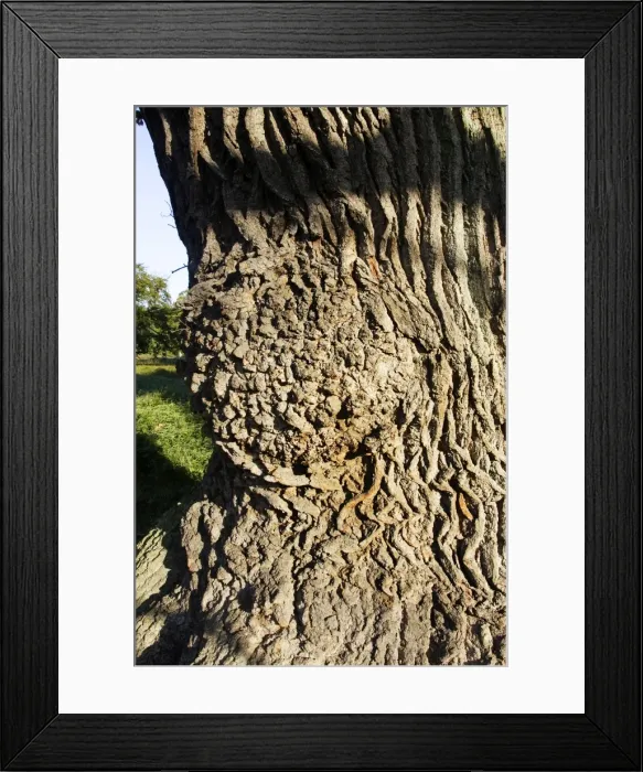 Framed Print : Common Oak Dyrehaven Park Copenhagen Denmark Framed Print : Common Oak Dyrehaven Park Copenhagen Denmark
