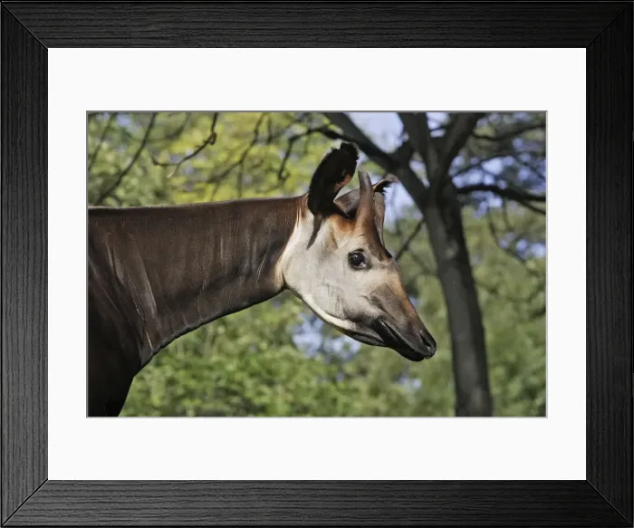 Framed Print : Okapi - male. In captivity Framed Print : Okapi - male. In captivity