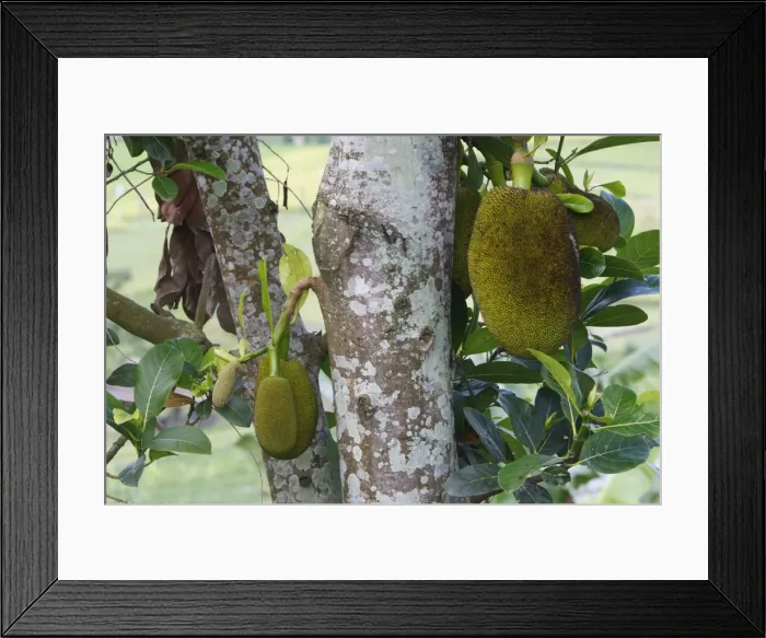 Framed Print : Jackfruit - fruit Framed Print : Jackfruit - fruit