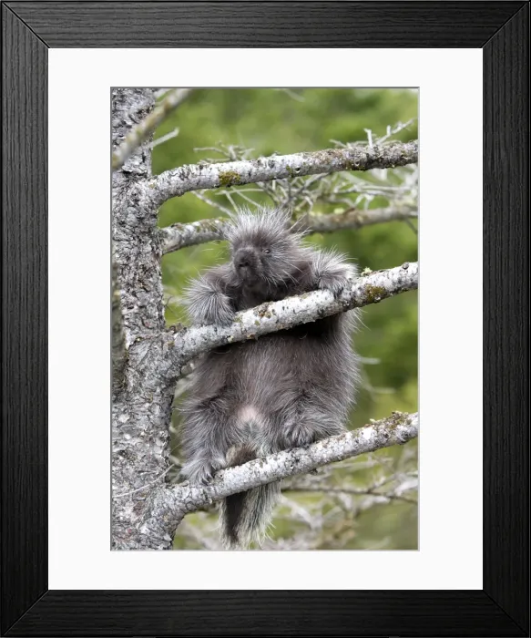 Framed Print : North American Porcupine - baby in tree. Montana - USA Framed Print : North American Porcupine - baby in tree. Montana - USA