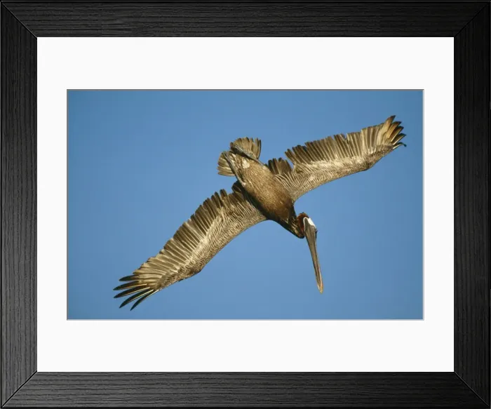 Framed Print : Brown Pelican - in flight Framed Print : Brown Pelican - in flight