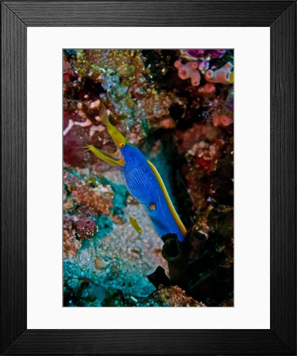 Framed Print : Ribbon Eel - male - Indonesia Framed Print : Ribbon Eel - male - Indonesia