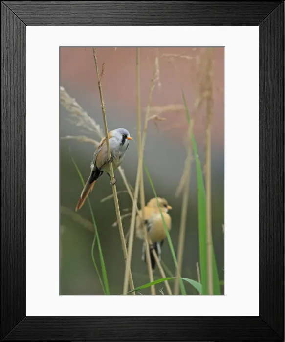 Framed Print : Bearded Tit - on reeds. Pensthorpe - Norfolk - UK Framed Print : Bearded Tit - on reeds. Pensthorpe - Norfolk - UK