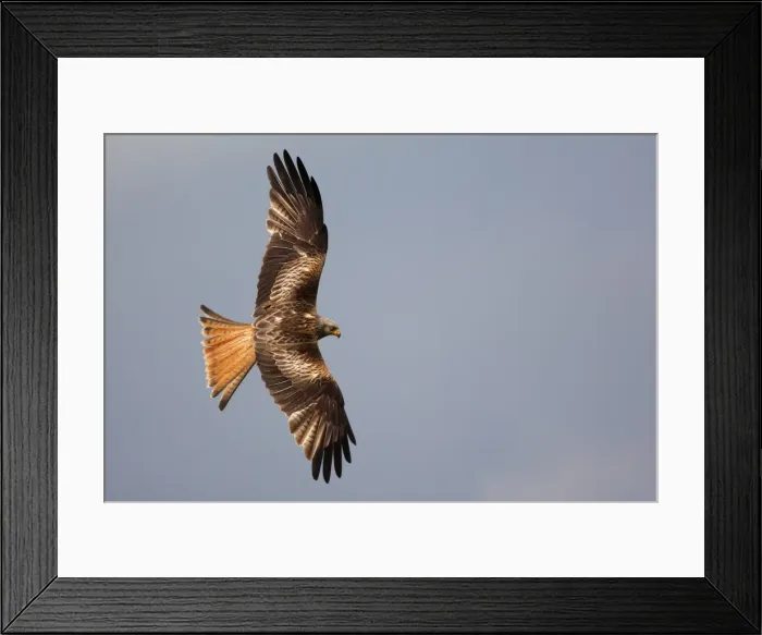 Framed Print : Red Kites - in flight Framed Print : Red Kites - in flight