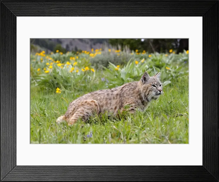 Framed Print : Bobcat. Montana - USA Framed Print : Bobcat. Montana - USA