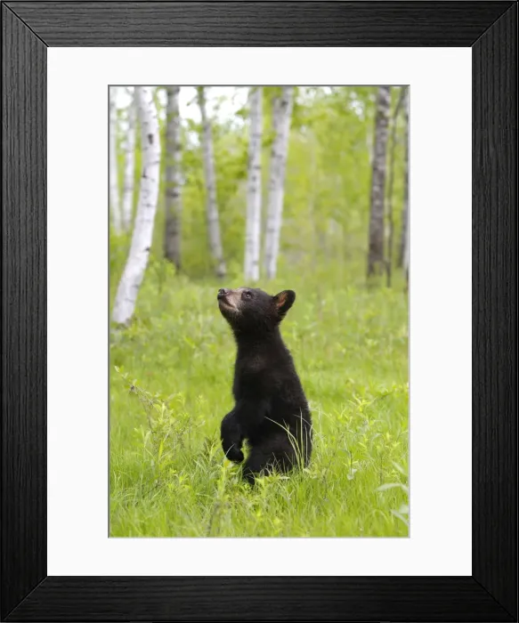 Framed Print : North American Black Bear - Spring cub 4 months. Minnesota - United States Framed Print : North American Black Bear - Spring cub 4 months. Minnesota - United States