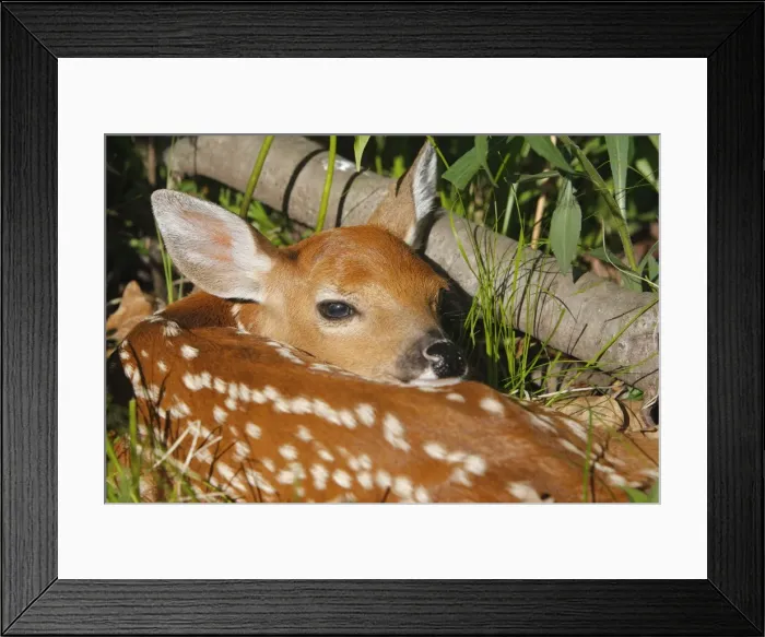 Framed Print : White-tailed Deer - fawn. Minnesota - USA Framed Print : White-tailed Deer - fawn. Minnesota - USA