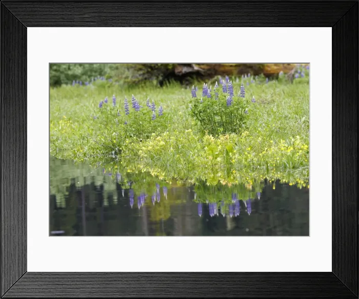 Framed Print : Lupins - at water's edge. Khuzemateen Grizzly Bear Sanctuary - British Colombia - Canada Framed Print : Lupins - at water's edge. Khuzemateen Grizzly Bear Sanctuary - British Colombia - Canada