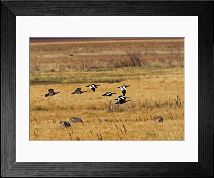 Framed Print : Magellan Goose or Upland Goose - flock in flight. Magallanes Peninsula - Patagonia - Argentina