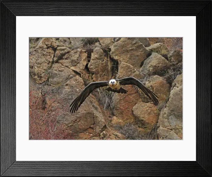 Framed Print : Lammergeier / Bearded Vulture - adult in flight at feeding station. Pyrenees - Spain Framed Print : Lammergeier / Bearded Vulture - adult in flight at feeding station. Pyrenees - Spain