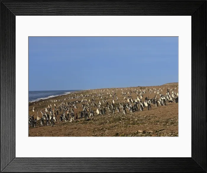Framed Print : Magellanic Penguin. Punta Norte - Valdes peninsula - Argentina Framed Print : Magellanic Penguin. Punta Norte - Valdes peninsula - Argentina