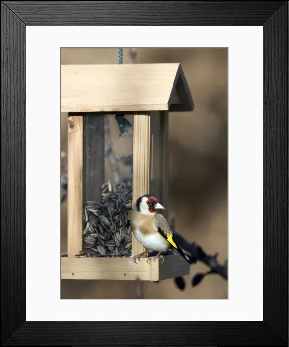 Framed Print : Goldfinch - on birdfeeder. France Framed Print : Goldfinch - on birdfeeder. France