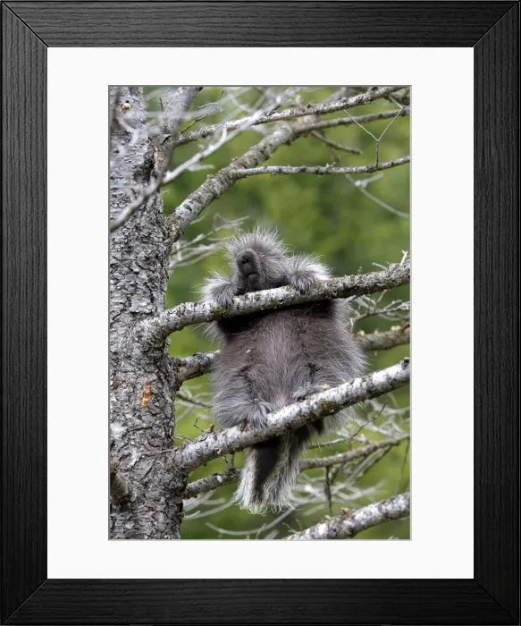 Framed Print : North American Porcupine - baby in tree. Montana - USA Framed Print : North American Porcupine - baby in tree. Montana - USA
