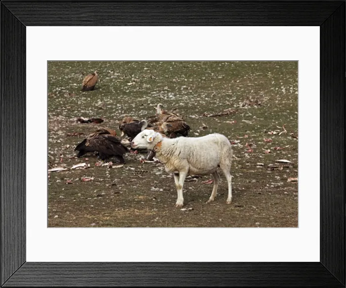 Framed Print : Eurasian Griffon Vulture & sheep. Pyrenees - Spain Framed Print : Eurasian Griffon Vulture & sheep. Pyrenees - Spain