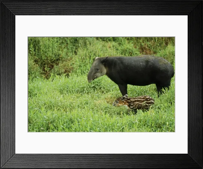 Framed Print : Baird's Tapir - parent with young