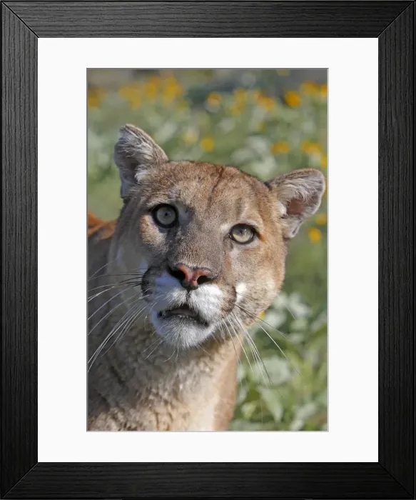Framed Print : Cougar / Mountain Lion. Montana - USA Framed Print : Cougar / Mountain Lion. Montana - USA