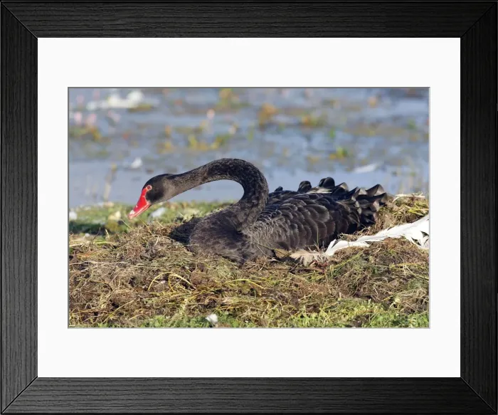 Framed Print : Black Swan - on nest. Marquenterre Marsh - Bay of Somme - France Framed Print : Black Swan - on nest. Marquenterre Marsh - Bay of Somme - France