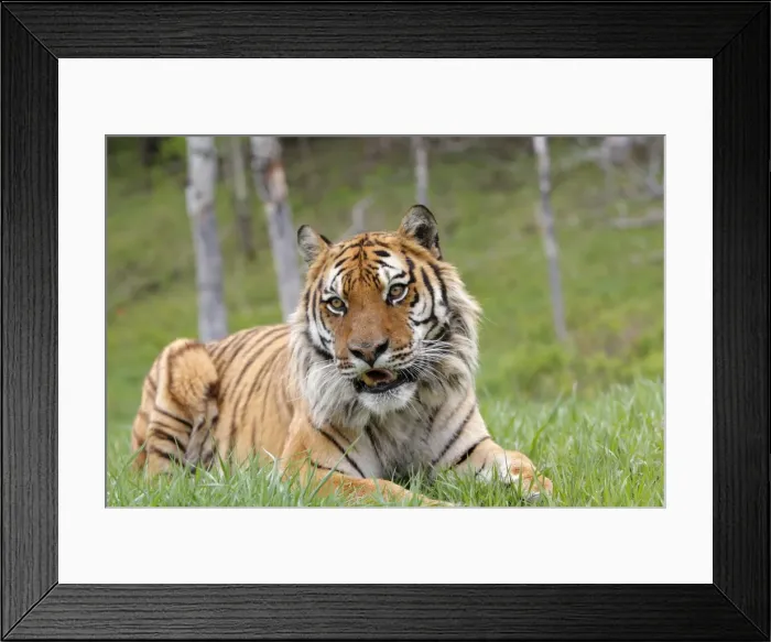 Framed Print : Siberian Tiger Framed Print : Siberian Tiger