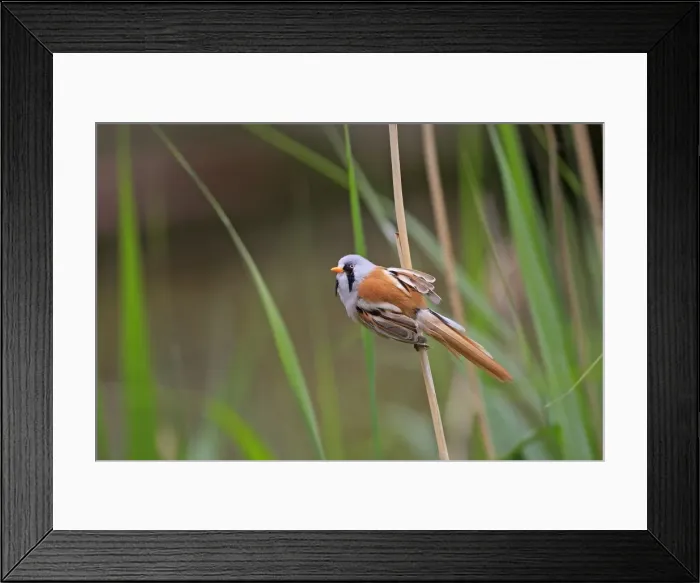 Framed Print : Bearded Tit - on reeds. Pensthorpe - Norfolk - UK