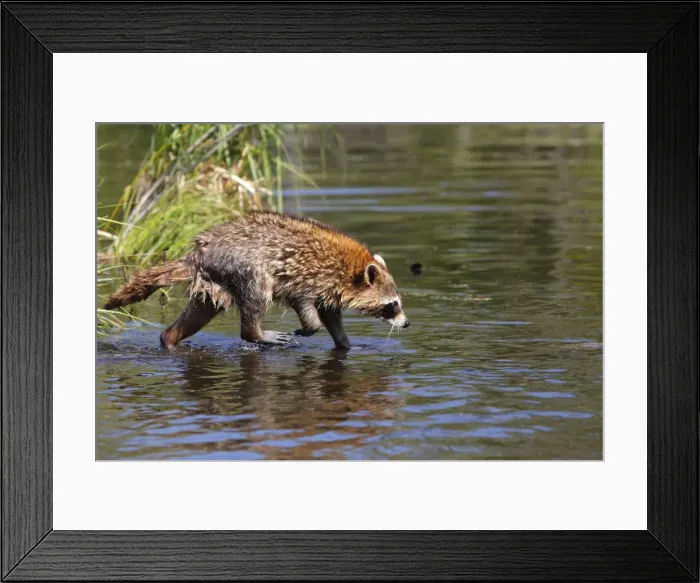 Framed Print : Raccoon - adult. Minnesota - USA Framed Print : Raccoon - adult. Minnesota - USA